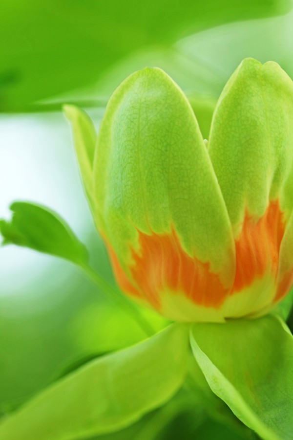 Yellow Poplar Flower by Deb Oppermann